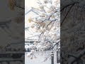 有些人天生就喜欢这种氛围！ 美丽的风景无处不在 youdontwanttomissout 在暴雪时分