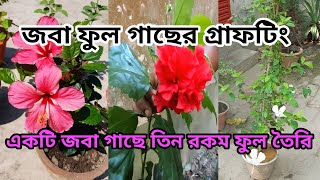 জবা ফুল গাছের গ্রাফটিং কিভাবে করবেন||তিনটি জবা ফুল একটি গাছে|Hibiscus plant grafting|SOBUJ BASANTO||