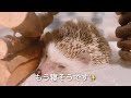 リラックスしてとろけるハリネズミなつきくん relaxing hedgehog