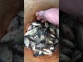 local koi fishes😱😱😱😱😱😱😱😱 shorts shortvideo