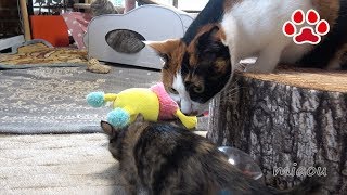 みけ、仔猫に少しは慣れたかい？【瀬戸の三毛猫日記】Mi ke Did you get used to kitten？