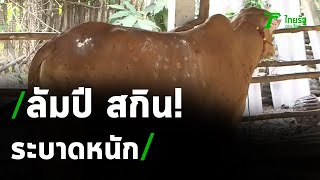 ชาวบ้านวอนรัฐช่วยวัวป่วย ลัมปี สกิน | 23-05-64 | ไทยรัฐนิวส์โชว์