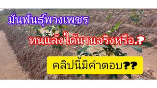 มันพันธุ์พวงเพชร ทนแล้งได้นานจริงหรือ#cassava #มันพวงเพชร #เกษตรพอเพียง #เกษตรอินทรีย์ #เกษตรกร #รถ