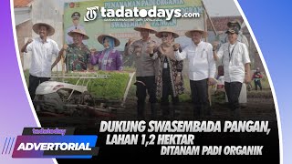 DUKUNG SWASEMBADA PANGAN, LAHAN 1,2 HEKTAR DITANAM PADI ORGANIK