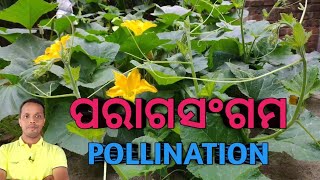 ପରାଗସଙ୍ଗମ||Pollination||Video -206@bijaywithyou7790