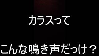 変わったカラスの鳴き声