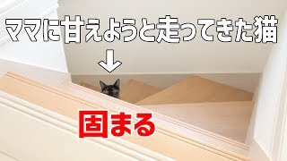 ママに甘えようと思ったけど考え直した猫