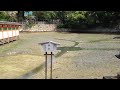 厳島神社 厳島八景 鏡の池