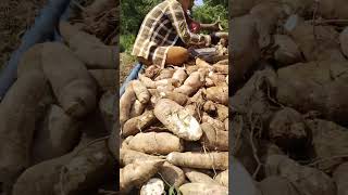 ពូជ81 #cassava ##subscribe #sorts