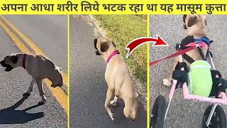 अपना आधा शरीर लिए फिर रहा था यह मासूम कुत्ता 🥺😭 | #shorts #humanity