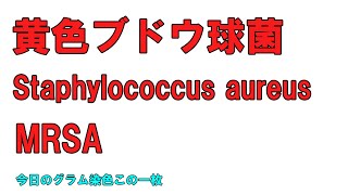 今日のグラム染色この一枚 Staphylococcus aureus 黄色ブドウ球菌による菌血症