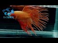 9 23【dc短鯛坊】特殊色冠尾公鬥魚 no.s128【showbetta】