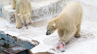 ホッキョクグマに氷柱プレゼント　天王寺動物園