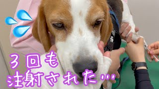 【BEAGLEさつき】衝撃の事実！そして１回多く注射されてしまった犬。Satsuki the Beagle