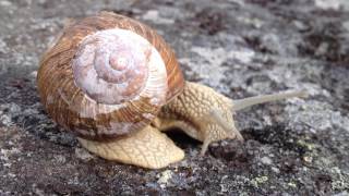 Snail turningpoint