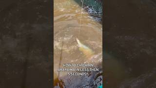 Catching arapaima in Brazil in less than 5 seconds