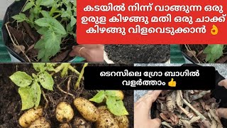 ഉരുള കിഴങ്ങു നട്ടു വളർത്താം ഗ്രോ ബാഗിൽ 👌#potato  farming home#urula kizhangu krishi malayalam#potato