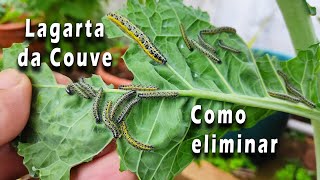 Lagarta da Couve como eliminar com Insecticida Caseiro - Acabe com essa Praga - Terceira Açores