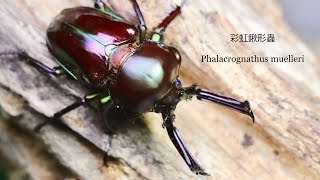 《自然野人》彩虹鍬形蟲 Phalacrognathus muelleri 羽化開箱 #彩虹鍬形蟲＃Phalacrognathusmuelleri＃鍬形蟲＃甲蟲＃昆蟲＃羽化