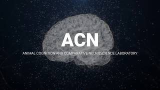 CIMeC UniTrento | Laboratories Animal Cognition and Comparative Neuroscience Lab (#ACN)