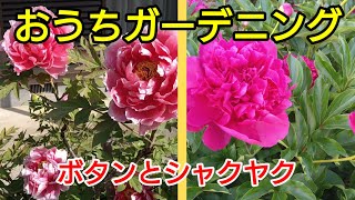 【おうちガーデニング】ボタンとシャクヤクの違いと毎年花を咲かすコツ？