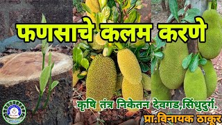 फणस झाडावर कलम करण्याची सोपी पद्धत /How To Graft A Jackfruit Plant