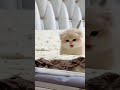 cute baby kitten sound ❤️ shorts