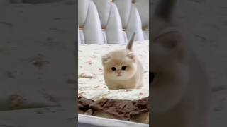 Cute baby kitten sound ❤️ #shorts