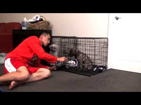 Help stop puppy cry or bark in crate at night. Puppy crate training. Help stop puppy cry or bark in crate at night. Puppy crate training.