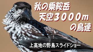 上高地　秋の乗鞍岳　天空３０００ｍの鳥達