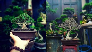 INSPIRASI BONSAI MAME AND SMALL | part 15