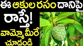 Health Benefits of Custard Apple || Custard Apple Leaves||mana plants telugu