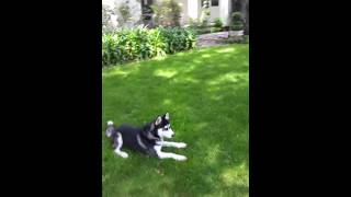 Husky on underground, hidden, dog fence Los Altos