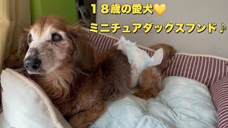 18歳の愛犬の朝の様子（老犬）（ミニチュアダックス）（シニア犬）