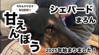 甘えん坊はまろん？それとも飼い主？😆2025年今年も毎日配信頑張りますのでよろしくおねがいいたします🙇‍♀️【ジャーマンシェパード】