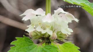 【野山の植物】オドリコソウ