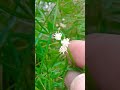 58 shorts closeup of asparagus fern plant alias garden youtube channel