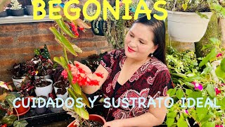 BEGONIAS BELLÍSIMAS, SUSTRATO IDEAL y CUIDADOS.