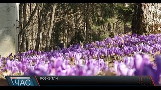 Весняні первоцвіти. Лісові галявини вкриті шафранами