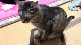 猫ホイホイ畳