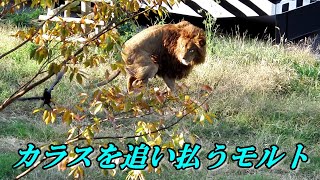 カラスを追い払うモルト　Malt chases away crows　〜 Lion (ライオン)〜　～ 多摩動物公園 ～