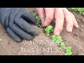 how to take care of leafy vegetables in june that i asked a japanese farmer