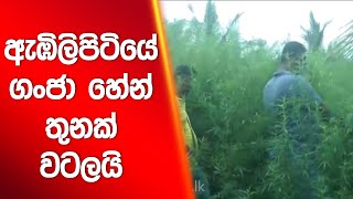 ඇඹිලිපිටියේ ගංජා හේන් තුනක් වටලයි | Siyatha News