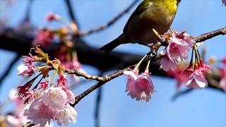 大寒桜にメジロ