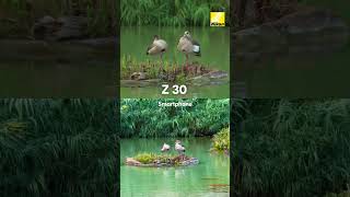 Nikon Z 30 vs. Smartphone | #NikonCreators