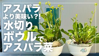 【使用済培地を再利用】アスパラ菜をズボラに水耕栽培したら最高に美味しかった！再利用方法と生育完全解説！