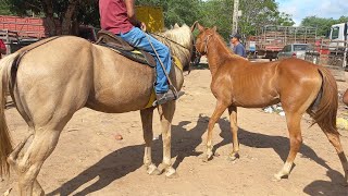 Feira de cavalo em canafistula de Frei Damião Alagoas 27/01/2025#nordeste