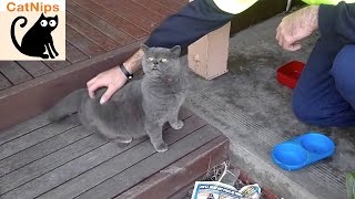 Adorable Cat Has a Very Ticklish Back | Catnips