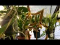 cymbidium care tips growing chinese cymbidiums asian cymbidium ensifolium in full bloom