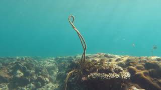 Ghost Nets - Underwater Landscapes